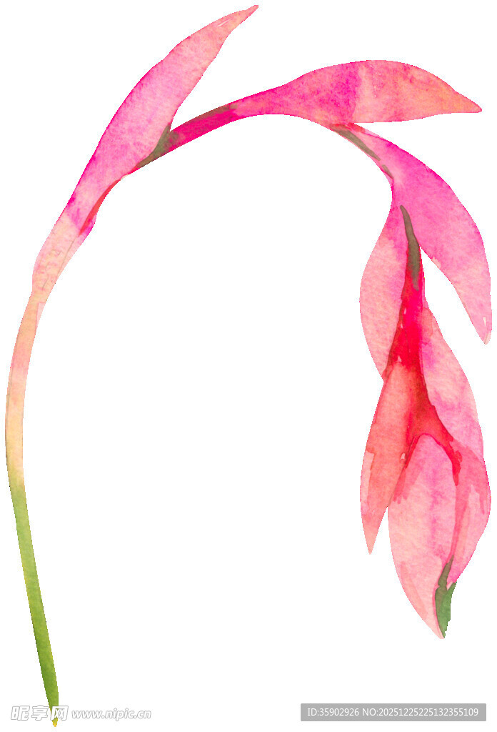 粉色弯曲花朵水彩画