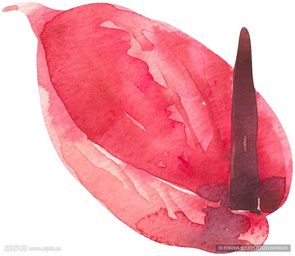 水彩绘制的红色海芋花朵