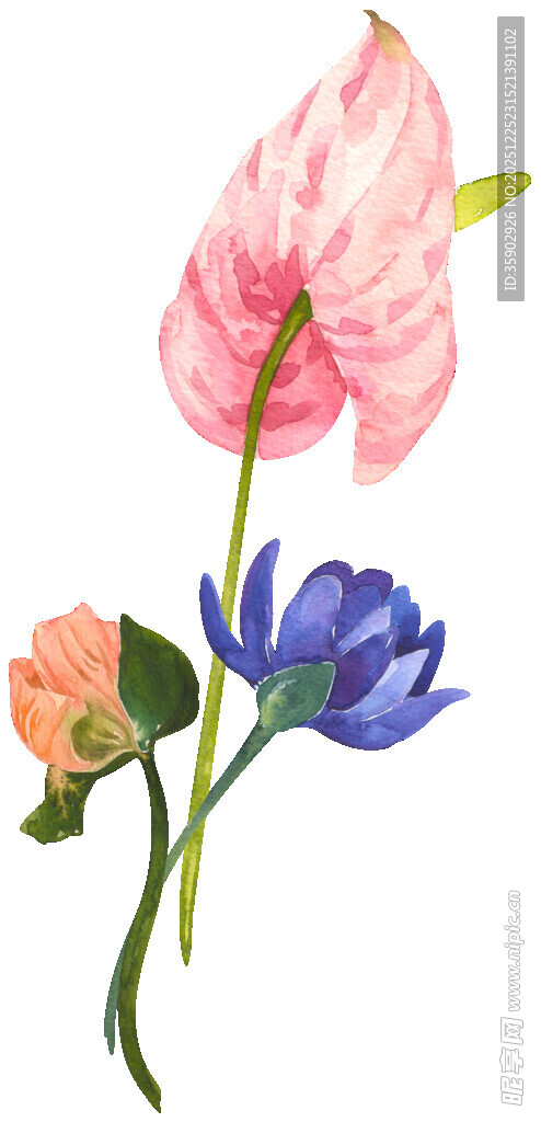 水彩绘多彩花卉组合