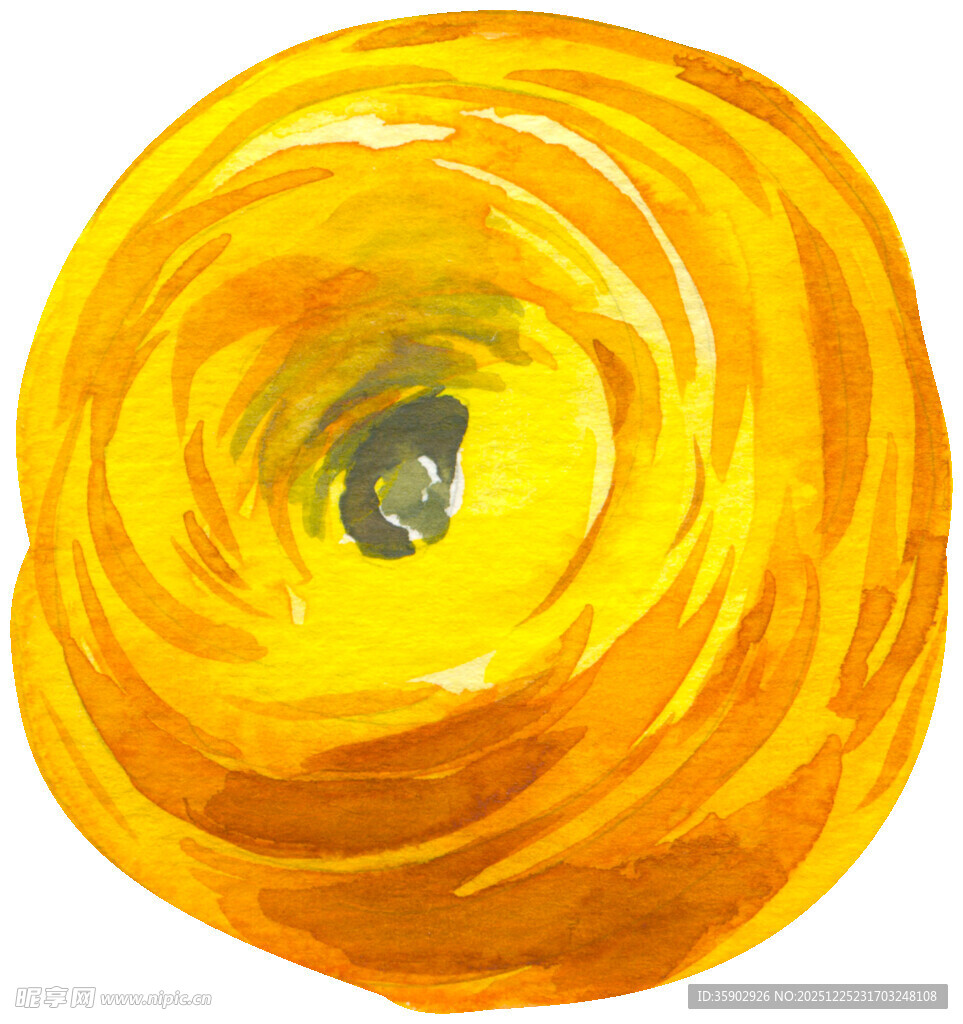 黄色水彩风毛茛花朵