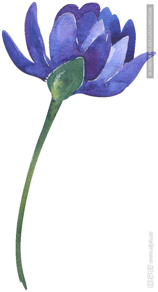 蓝色花朵水彩画