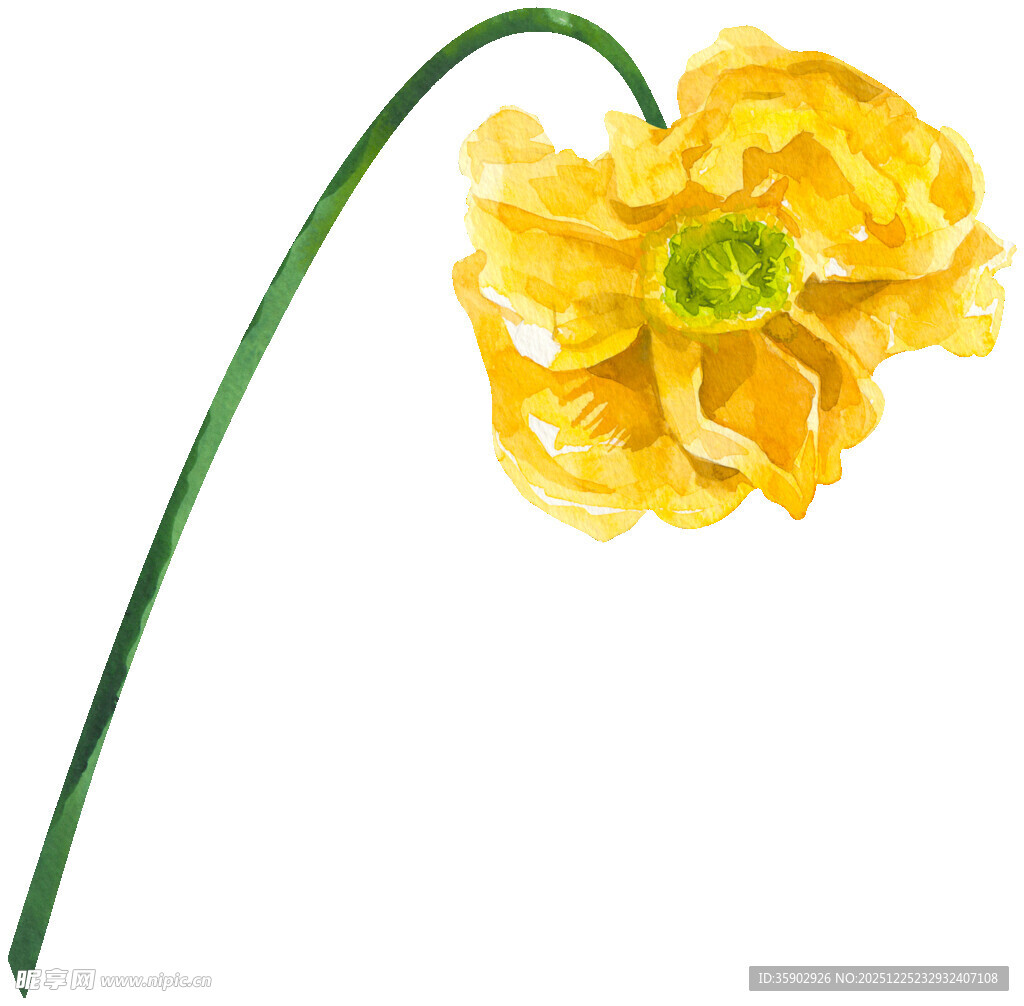黄色花朵水彩画