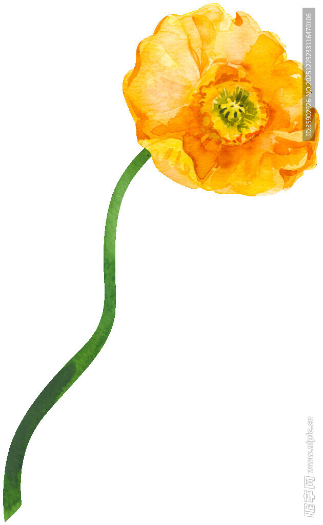 黄色单朵花特写