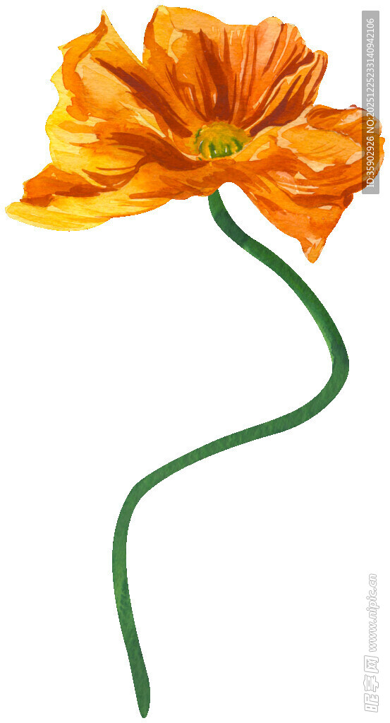 橙色花插画