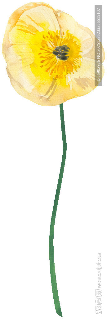 黄色单朵花特写