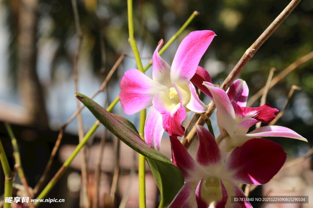 娇艳粉色兰花绽放