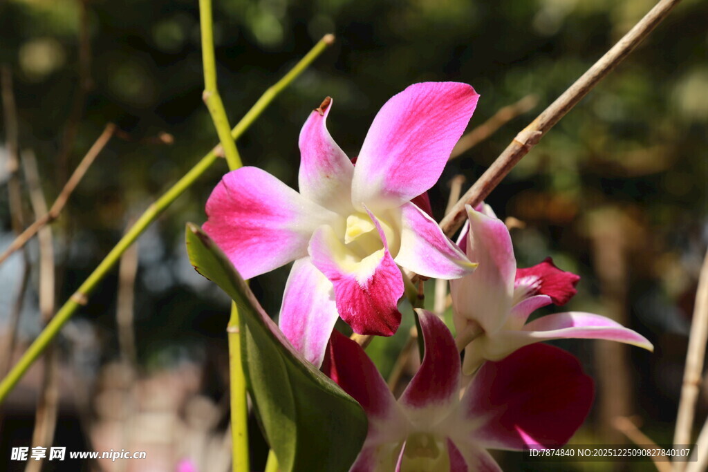 娇艳粉色兰花绽放