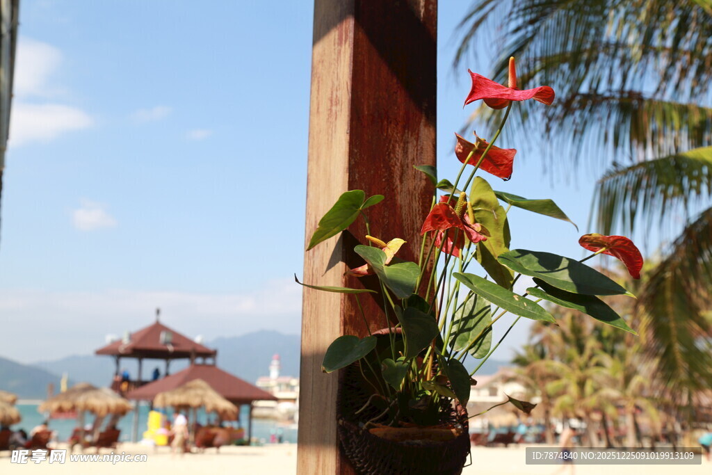 海边美景与艳丽花卉