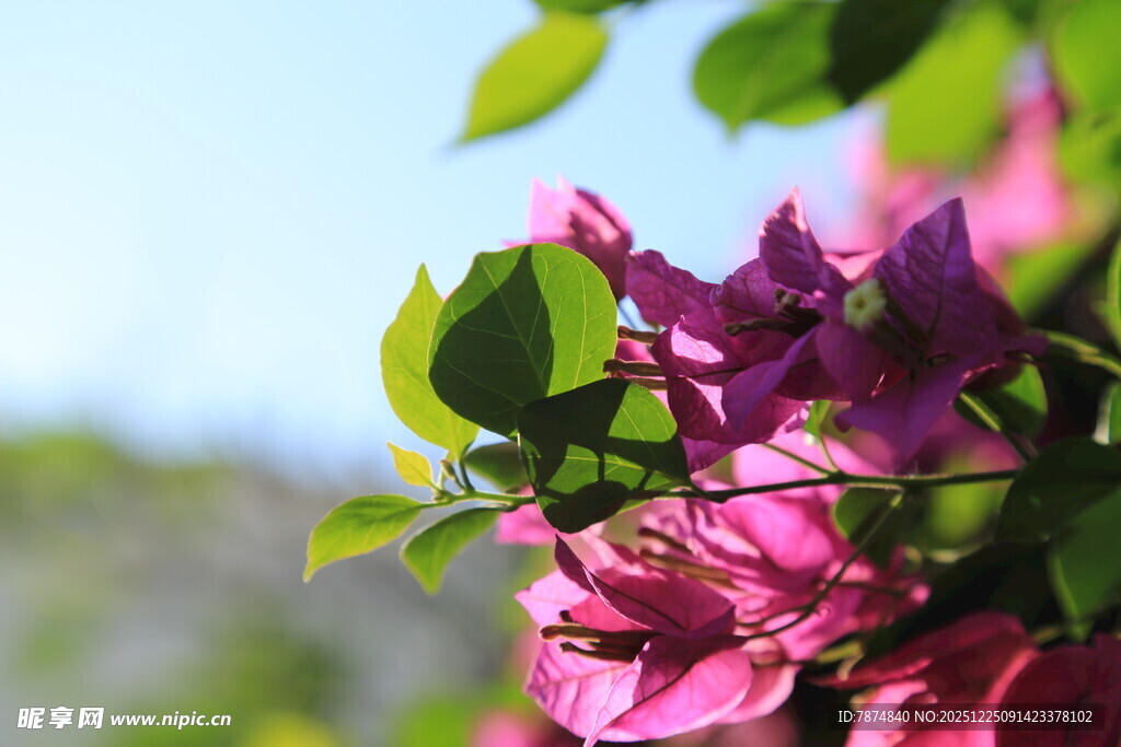 娇艳三角梅绽放枝头