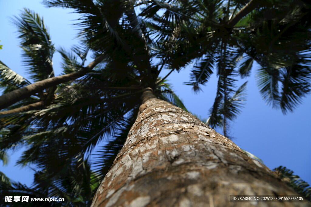 仰视挺拔棕榈树