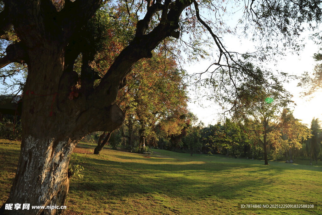 黄昏下的静谧草地与树木