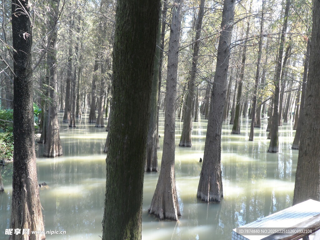 水上森林奇观