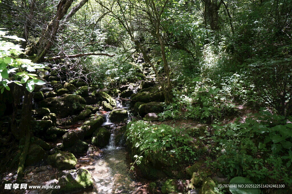 茂密丛林中的自然景致