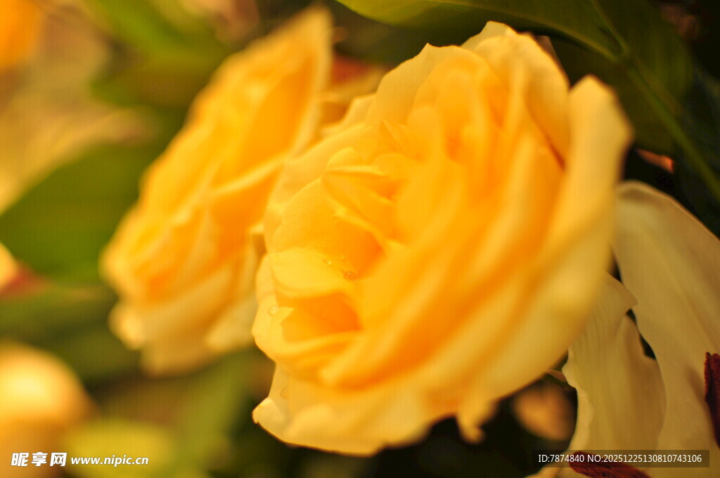 两朵娇艳的黄色玫瑰花