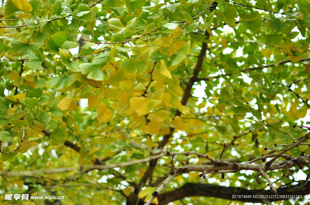 秋日树枝上的斑斓树叶