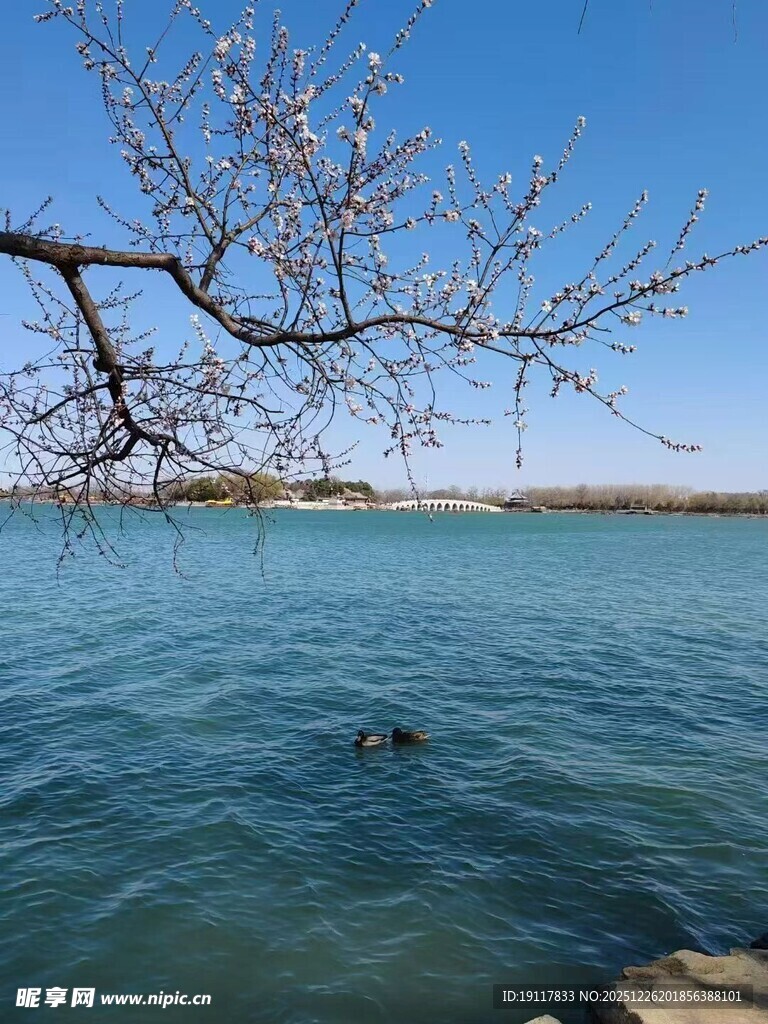 枝头绽花映碧波