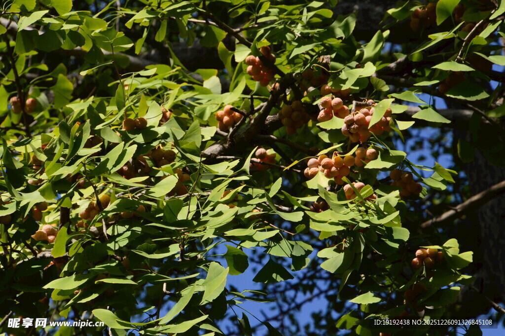 银杏树  