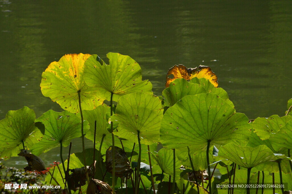 荷塘荷叶  