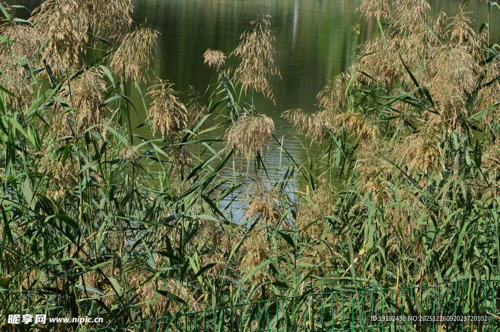 芦苇芦花 