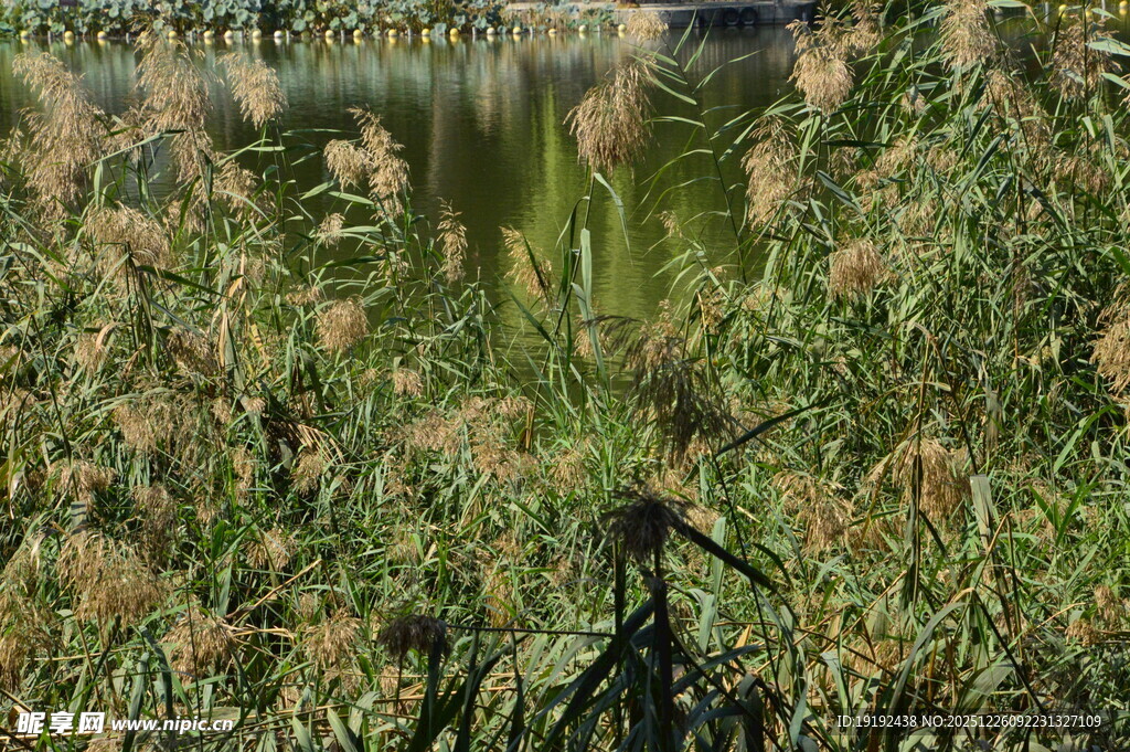 芦苇芦花  