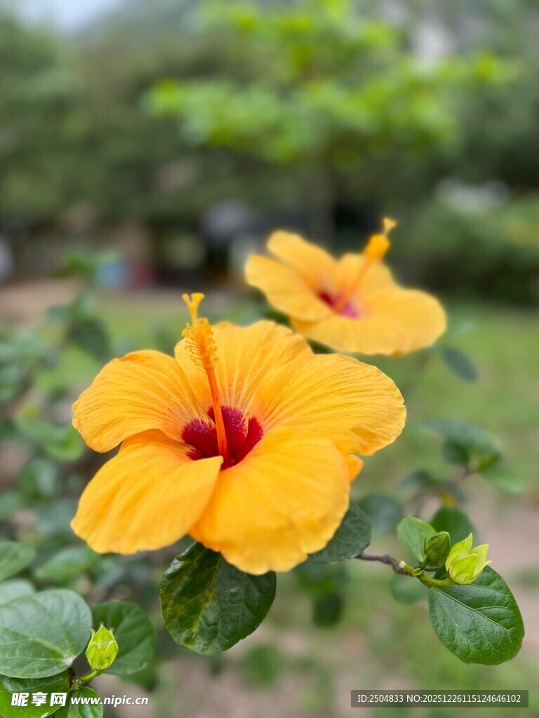 两朵娇艳的黄色扶桑花