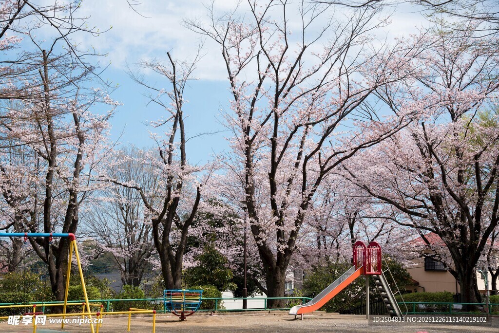 樱花树下的儿童 乐场景