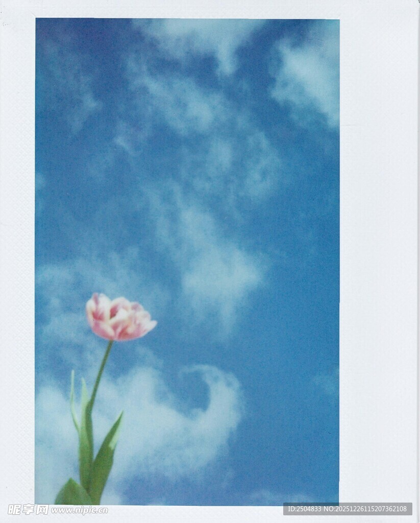 蓝天下的单枝粉色郁金香