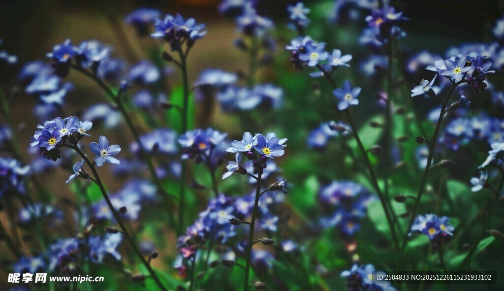 蓝紫色小花绽放的美丽