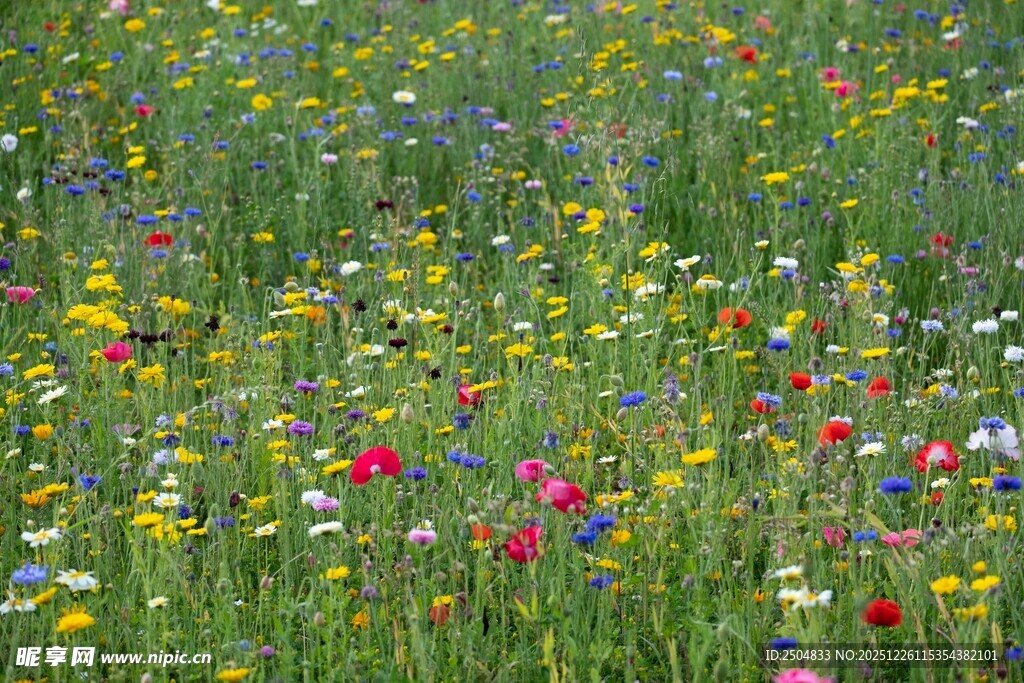 多彩野花绽放的美丽草地