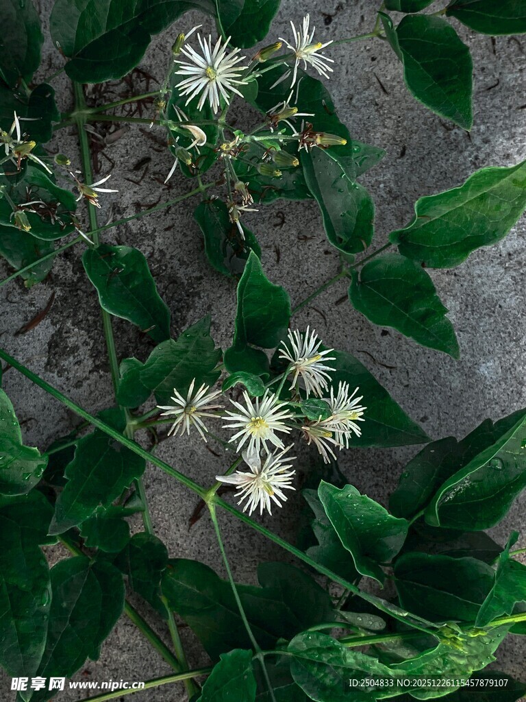 绿叶间的白色小花