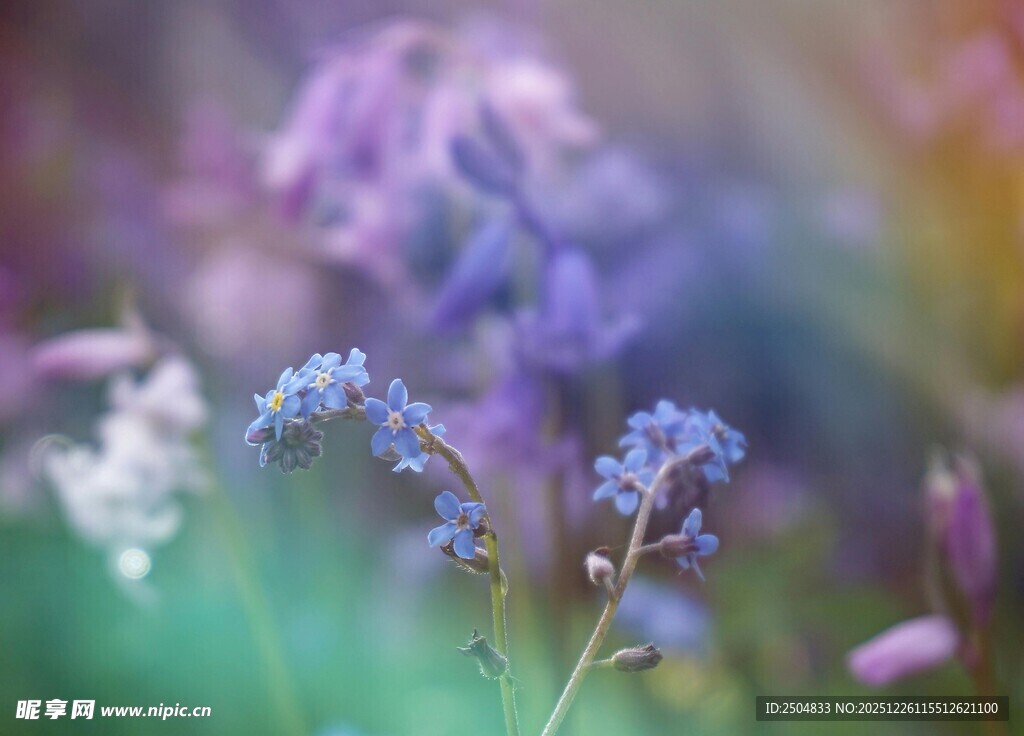 梦幻紫色小花绽放美景