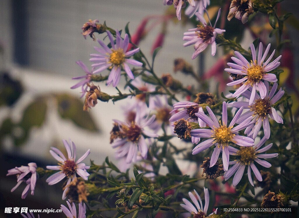 紫色小花绽放生机