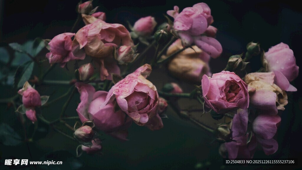 枯萎的粉色玫瑰花束