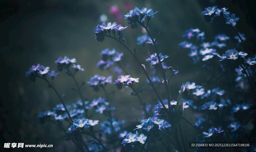 梦幻蓝色花朵特写