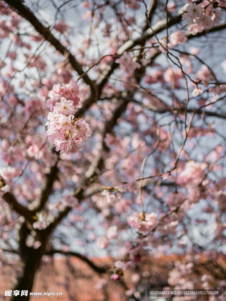 枝头绽放的粉嫩樱花