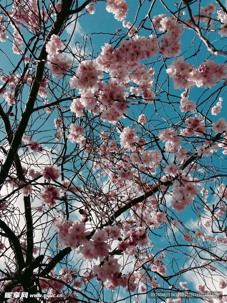 蓝天映衬下的烂漫樱花