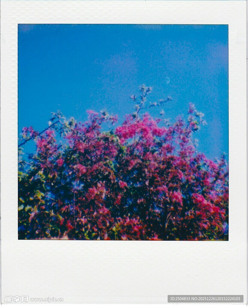 蓝天下的绚烂花丛