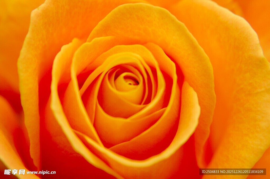 橙黄玫瑰特写