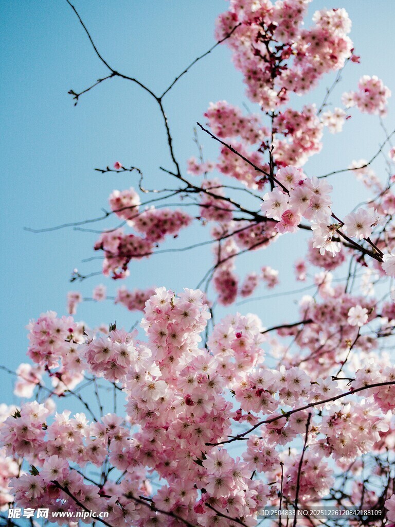 枝头绽放的粉嫩樱花