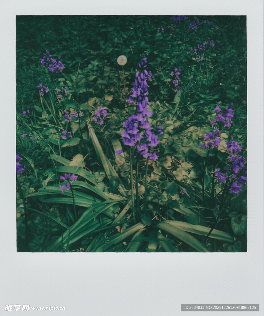 紫色花丛中的生机景象