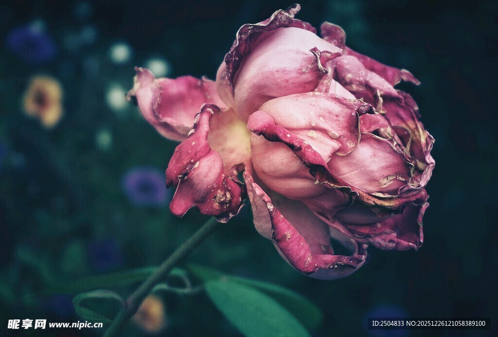 枯萎的粉色玫瑰