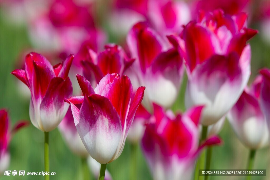 红白相间郁金香绽放