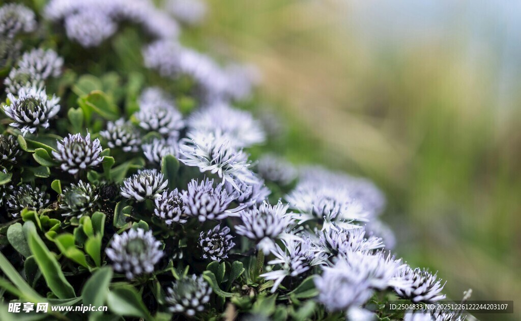 紫色小花绽放生机