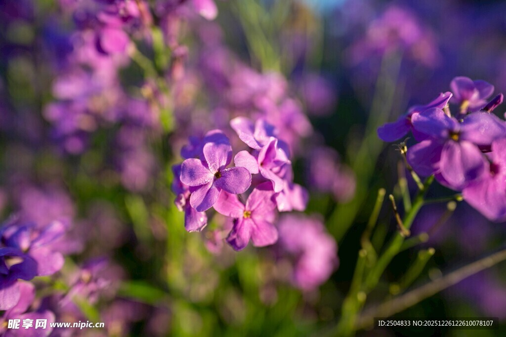紫色小花绽放的美丽景致