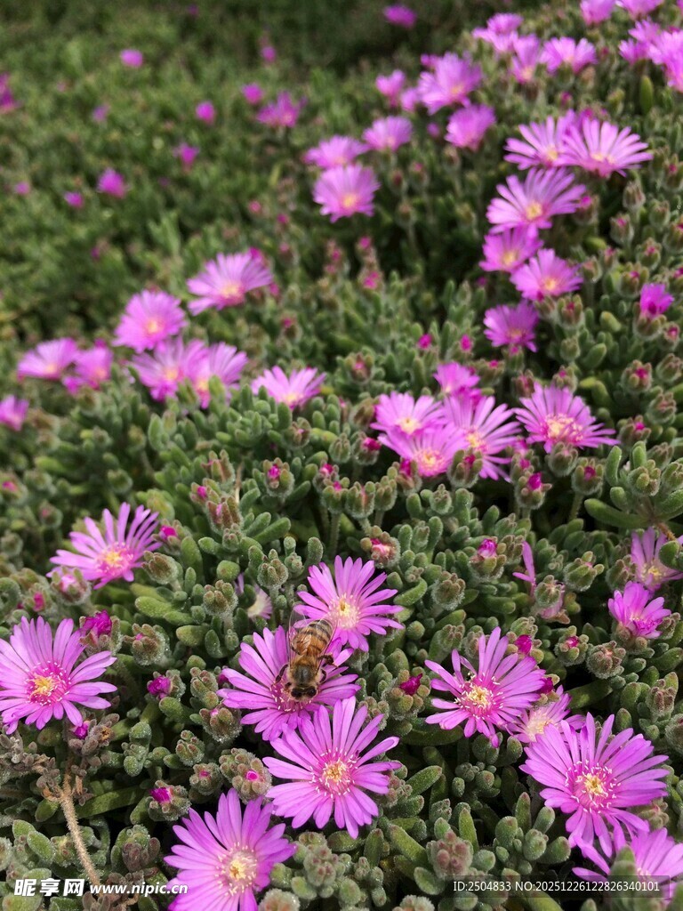 紫色小花绽放生机