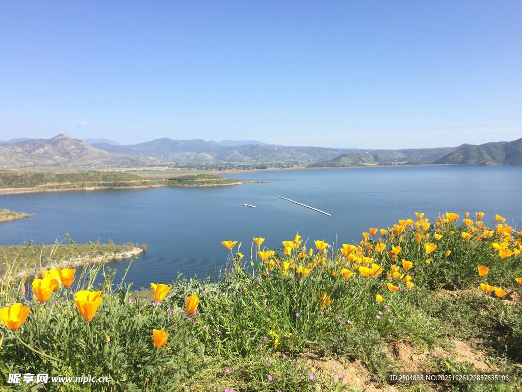 湖畔黄花绽放的美丽景致