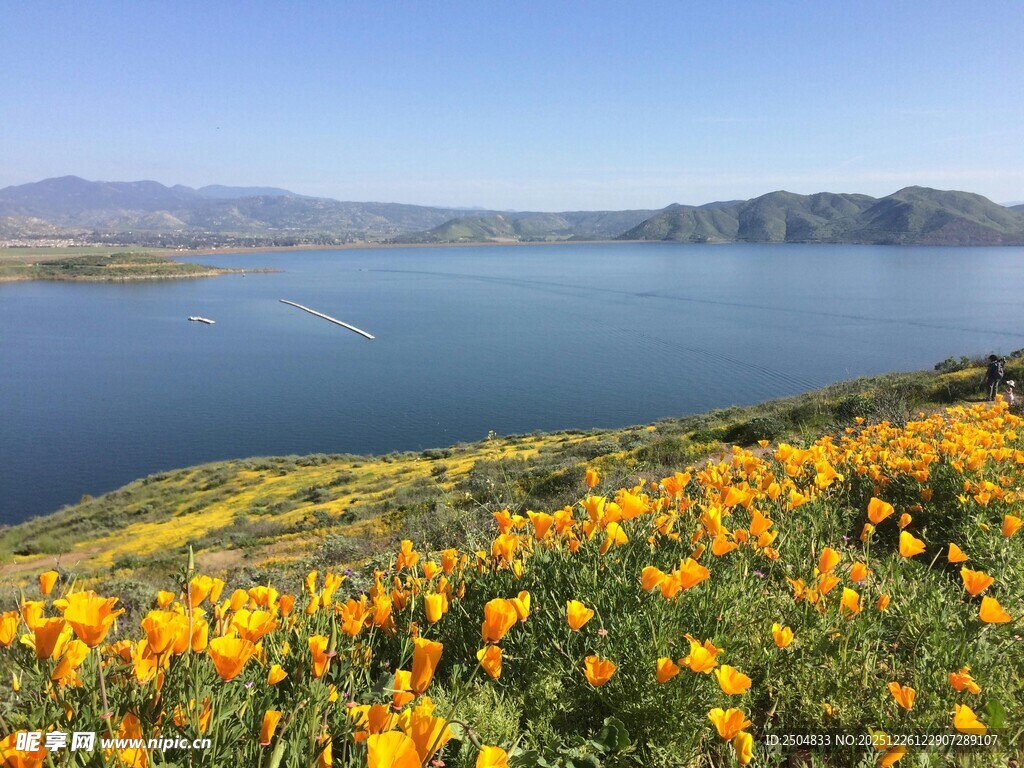 湖畔黄花盛放的美丽景致