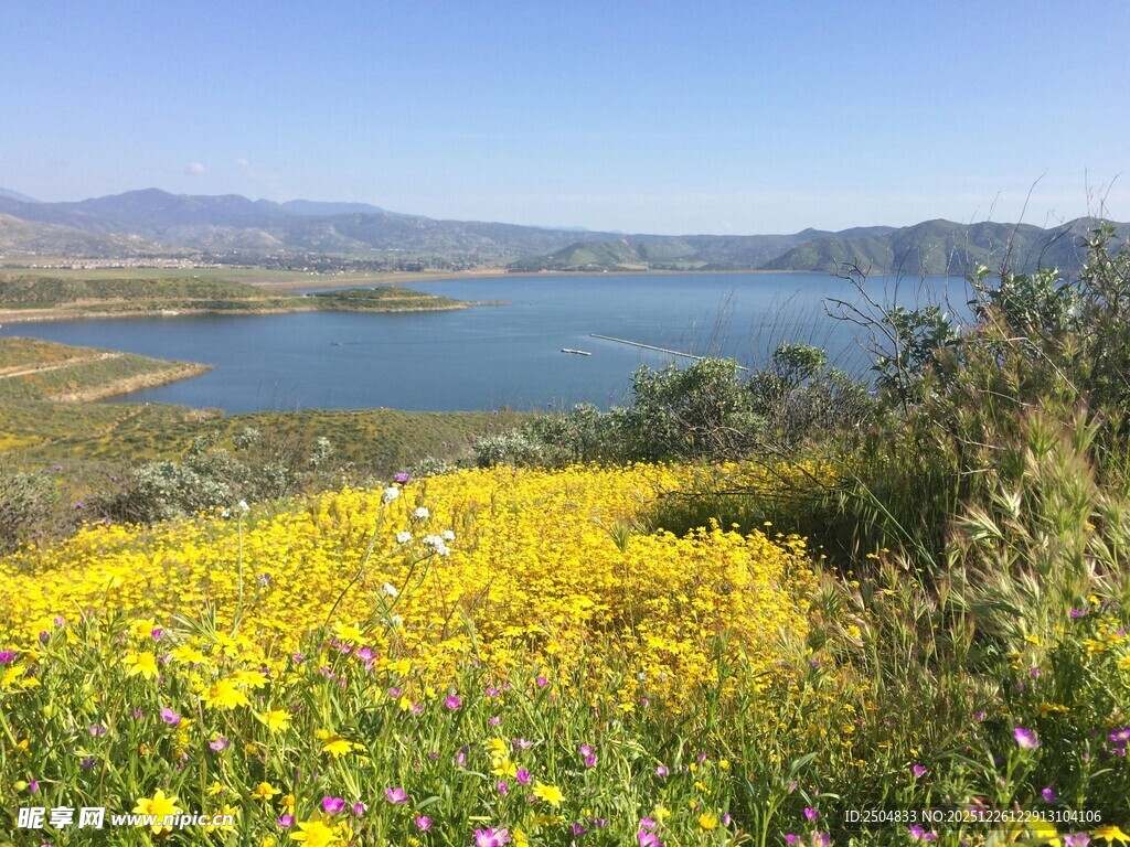 湖畔黄花绽放的美丽风光