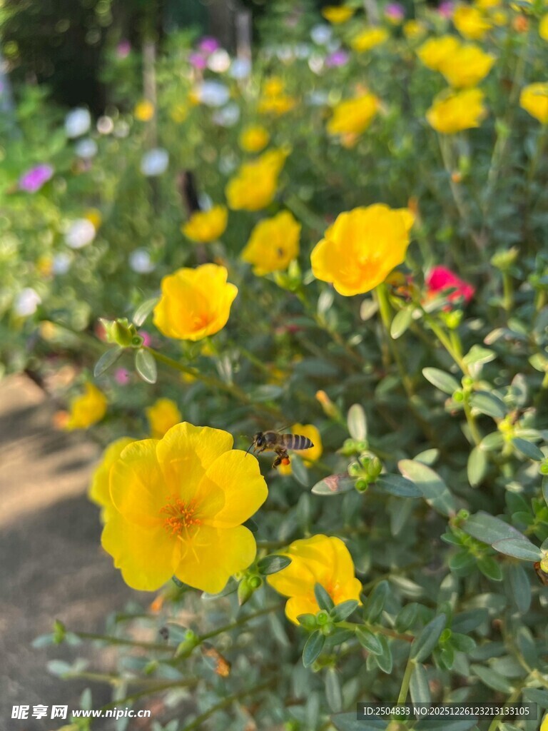 绽放的黄色花朵