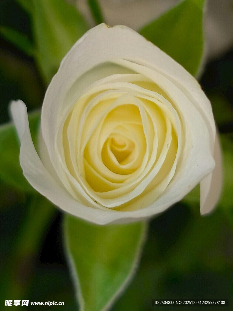 白色螺旋花瓣的美丽花朵